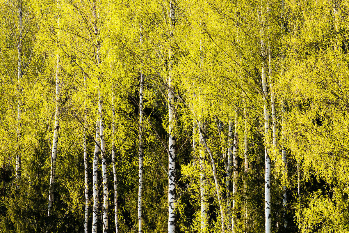 Wooden birch