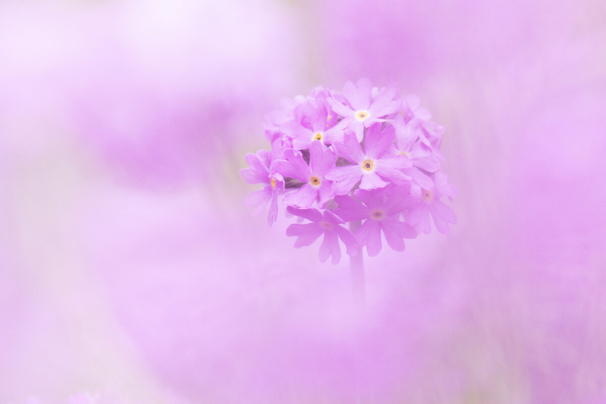 primrose wax
