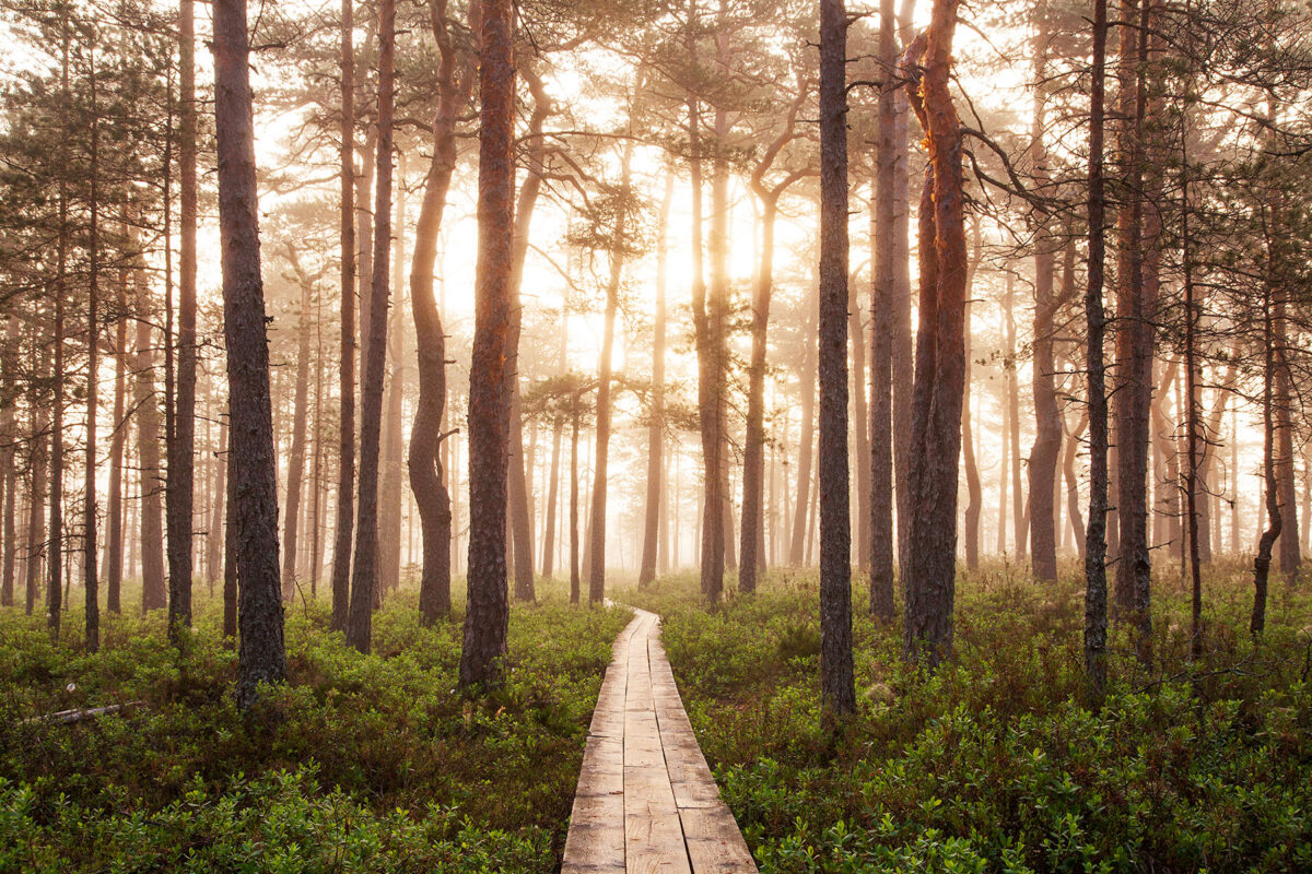 Morning trail