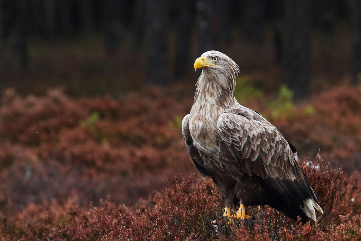 White-tailed eagle