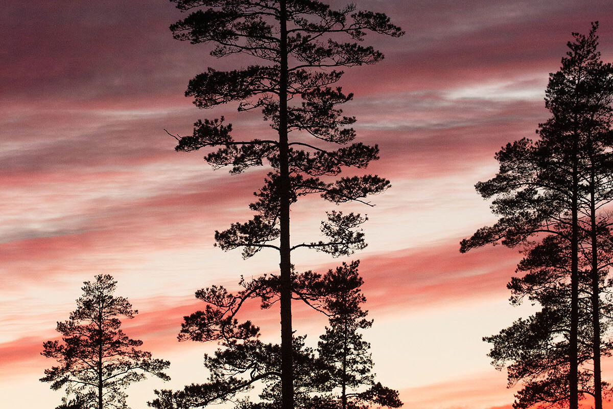 An evening in the company of pine trees