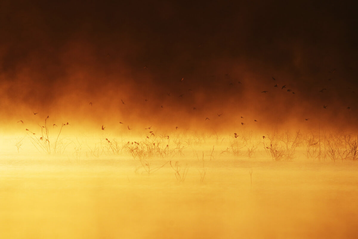 Morning of the swallows