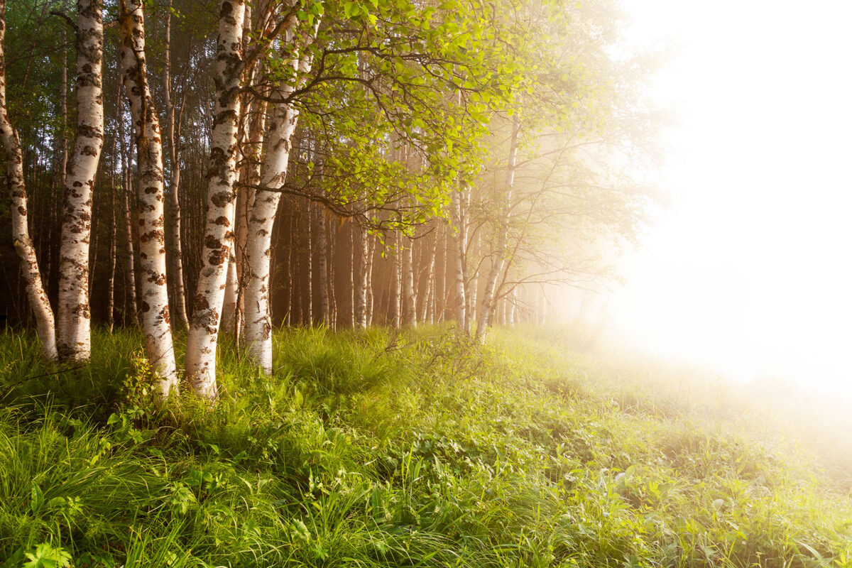 The scent of Finnish birch